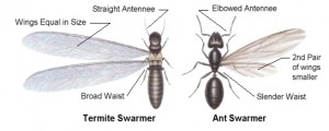 termite-vs-ants