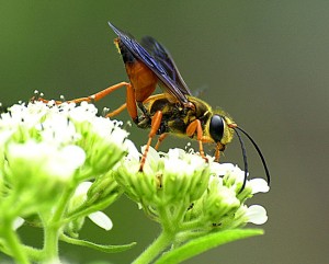 Great Golden Digger Wasp