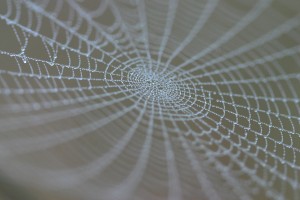 Cobwebs from savannah spiders