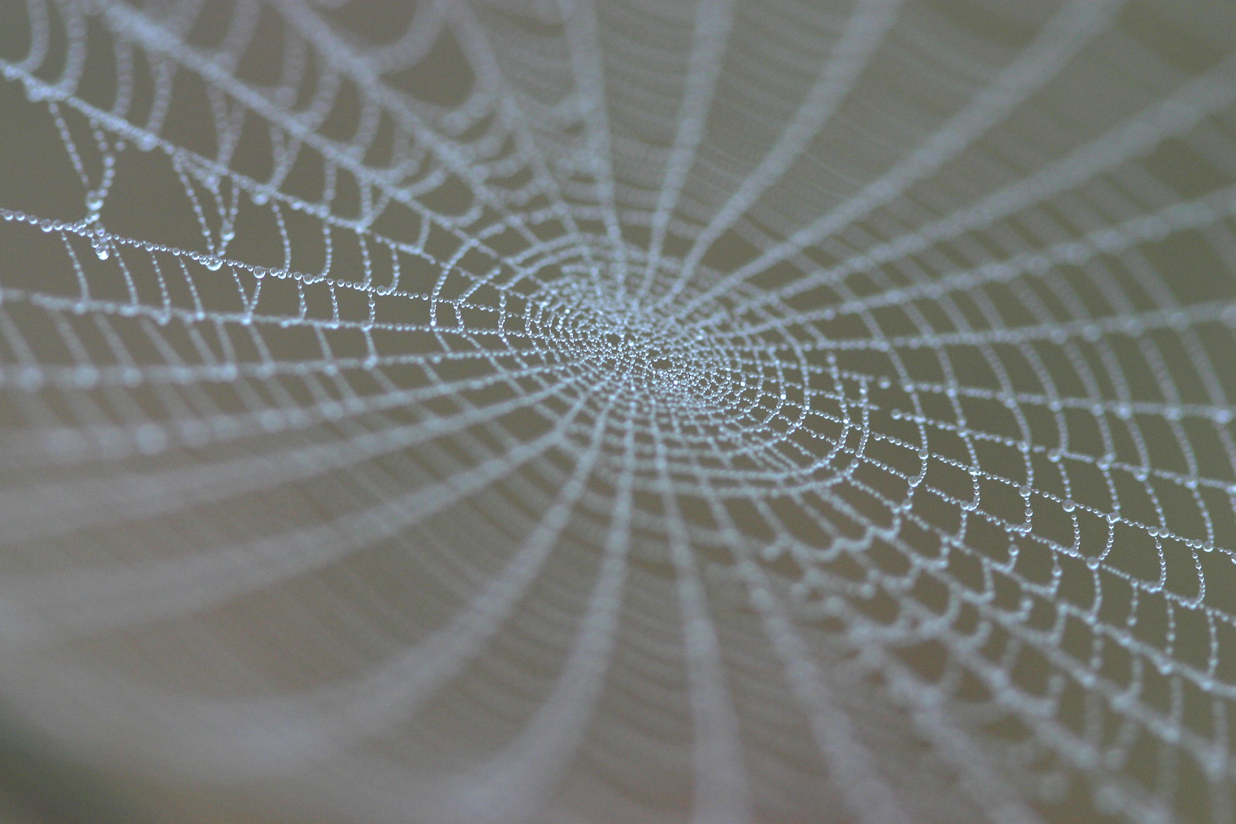 Where do cobwebs come from?