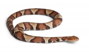 Wildlife Removal Services