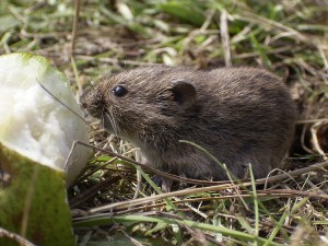 hungry mouse