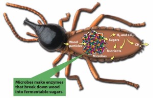 Termite