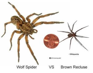 Brown Recluse spider ID